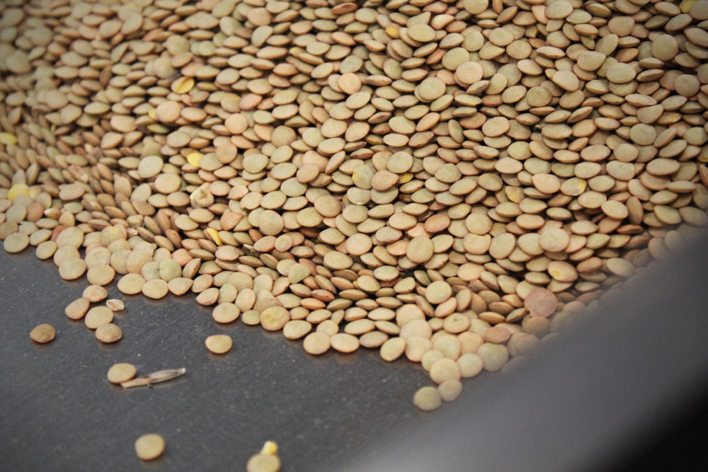 Envasado para lentejas Envasado para lentejas