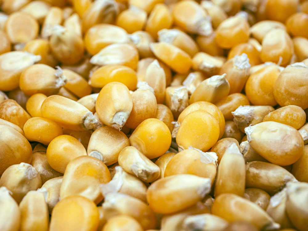 Embolsado de palomitas Envasadoras Automáticas para Granos Embolsado de palomitas